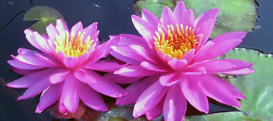 How to Plant a Water Lily