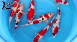 Hasegawa 35-45 cm Gosanke Japanese koi