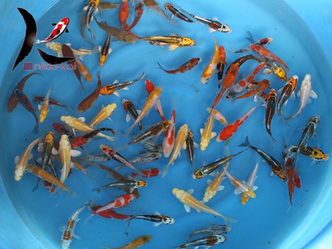 Ikareshi Ozumi 10-12 cm Japanese Koi Mix