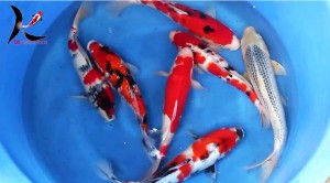 Marusei 25-35 cm nisai showa Japanese Koi