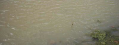 Simple Solution to Clear Pond Water - Hydrosphere