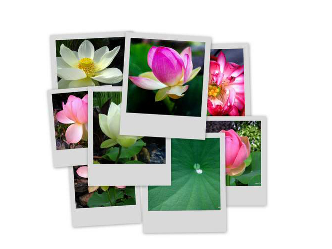 pond lotus photos