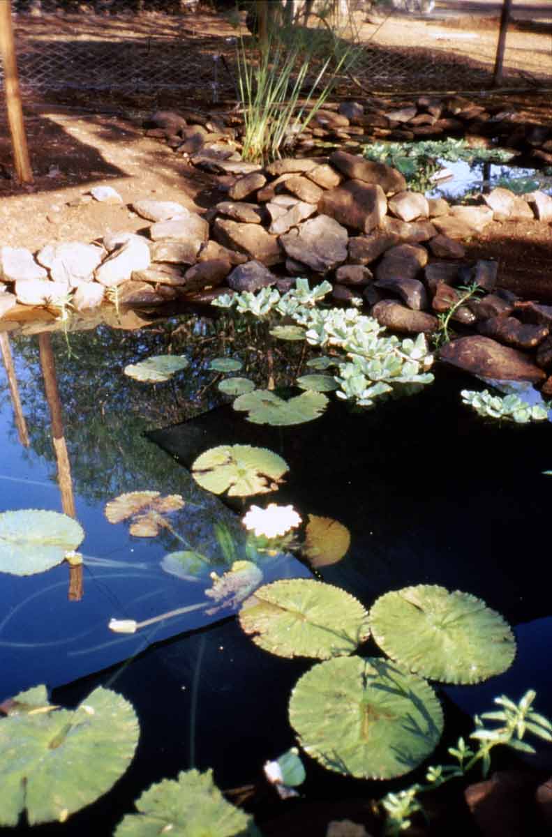 display ponds at National Museums of Kenya, Kisumu