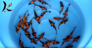 12-15 cm hi utsuri Japanese koi Shinoda