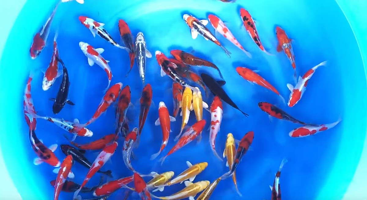 9-12 cm Japanese Koi Mix from Aoki