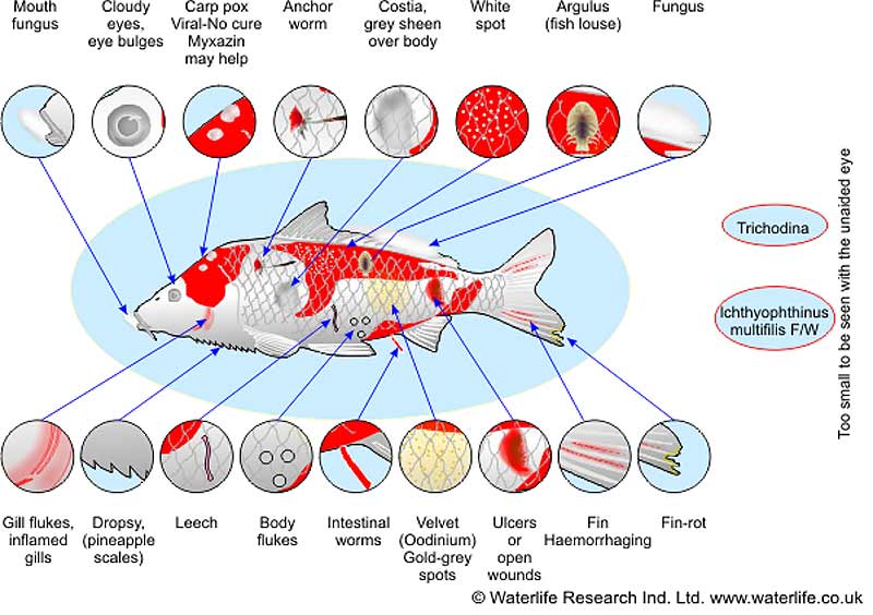 Aquarium Fish Disease Chart