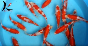 12-15 cm kohaku Japanese koi Hasegawa