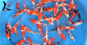 13-15 cm Doitsu Gosanke Japanese koi Maruhide