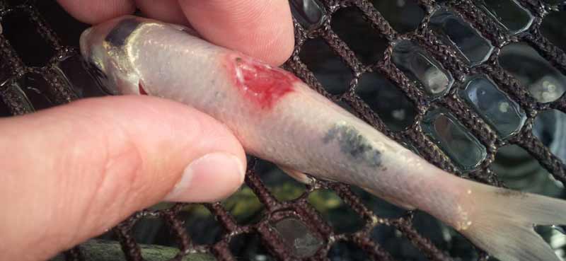 How To Treat Ulcers In Koi & Goldfish The Koi Pond Experts