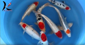 35-40 cm Tancho Japanese Koi - Miyatora