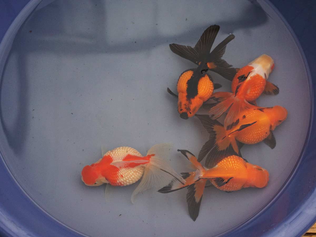 Chinese Crown Pearlscale Goldfish