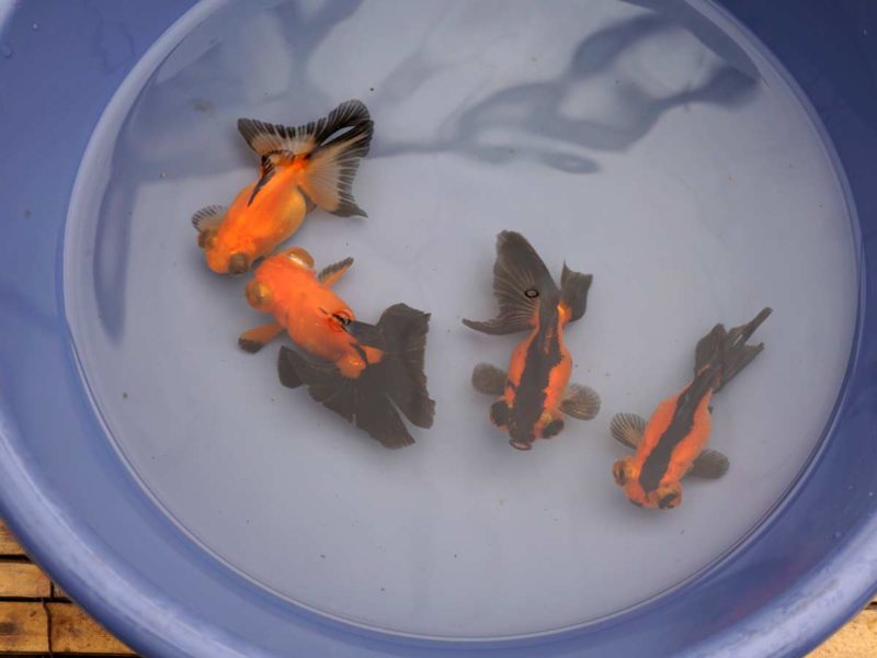 Chinese Red and Black Butterfly Goldfish