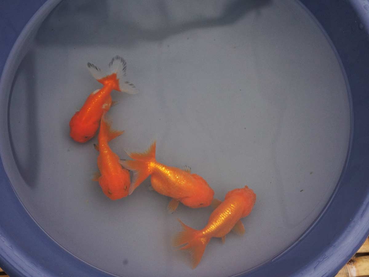 Goldfish Hydrosphere The Koi Pond Experts