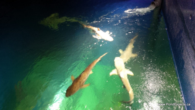 Above Reef Sharks at Ripley's Aquarium of Canada