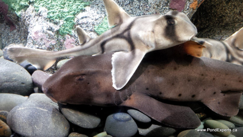Horn Shark and Port Jackson Shark at Ripley's Aquarium of Canada