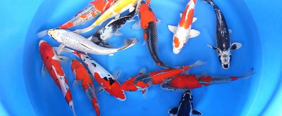 imported Japanese koi at hydrosphere water gardens