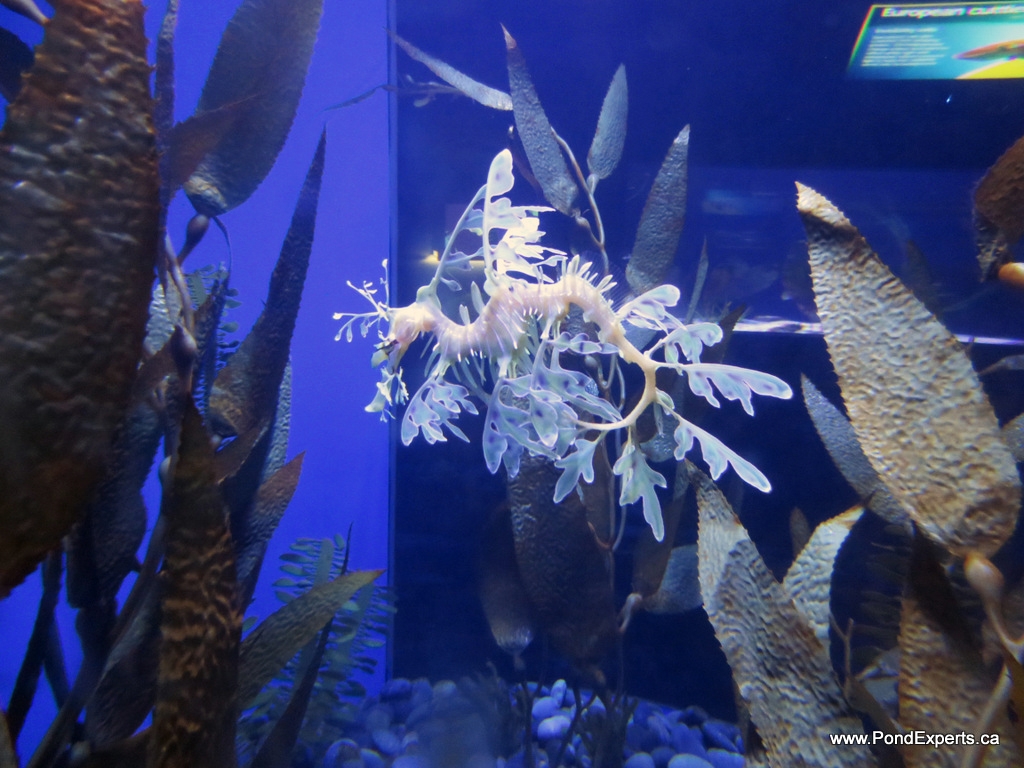 Leafy Seadragon at Ripley's Aquarium of Canada