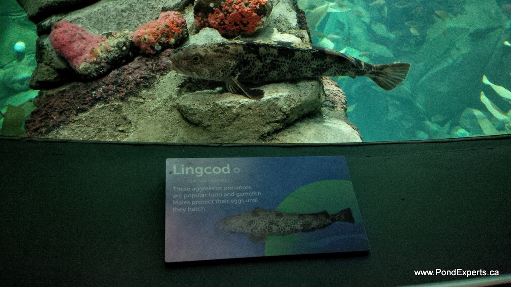 Lingcod at Ripley's Aquarium of Canada