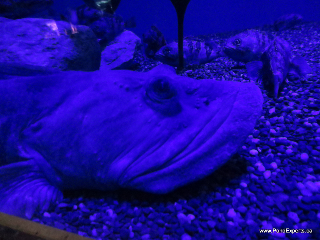 Ocean Pout at Ripley's Aquarium of Canada