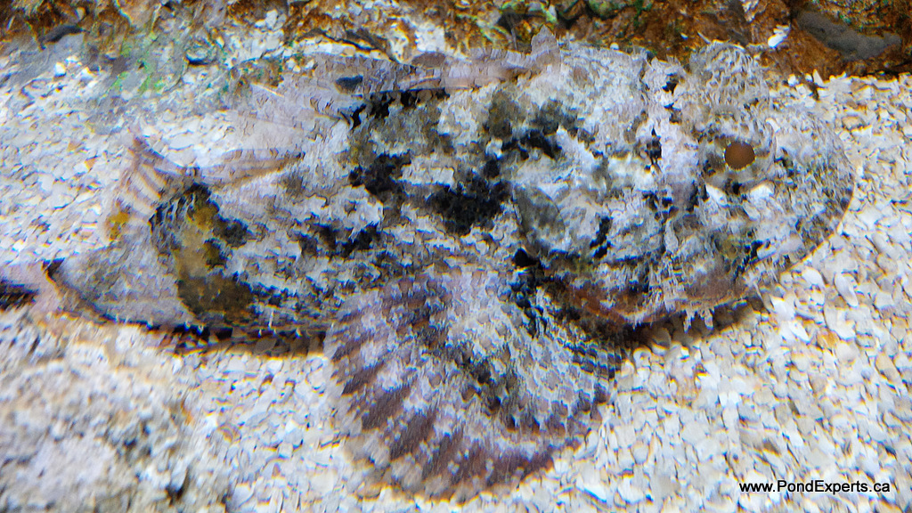 Scorpionfish at Ripley's Aquarium of Canada