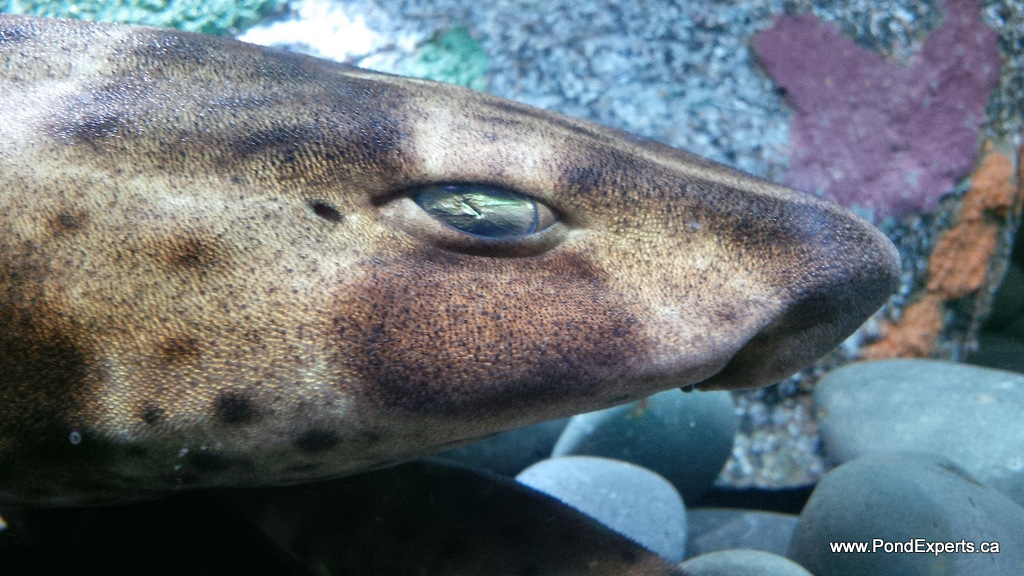 Swell Shark at Ripley's Aquarium of Canada