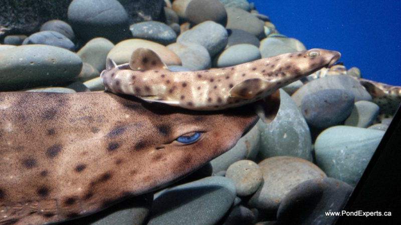 Swell Sharks at Ripley's Aquarium of Canada