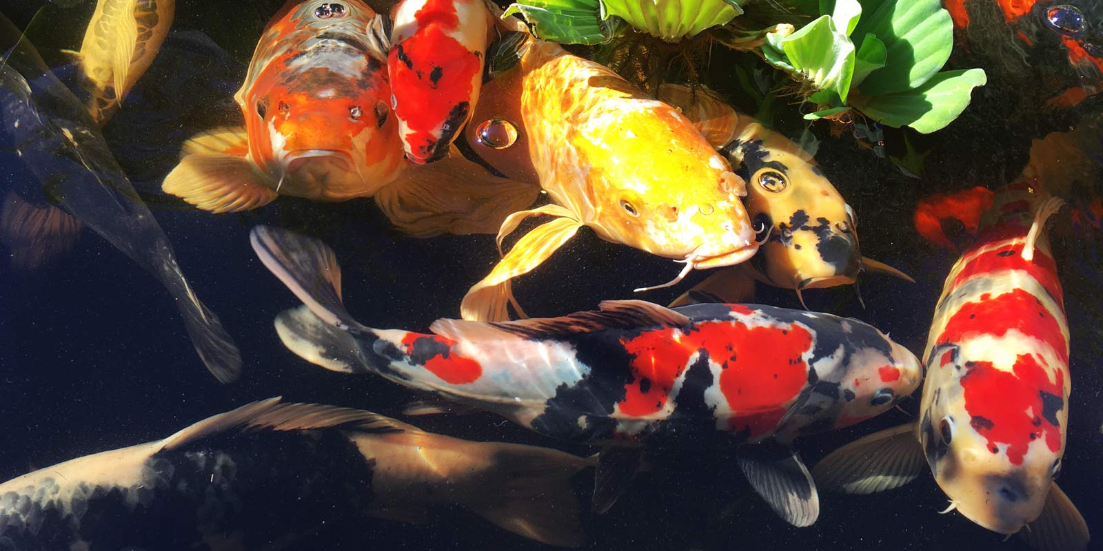 Hydrosphere Pond Supplies Canada, Koi & Aquatic Plants