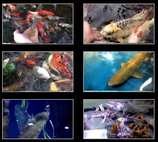 Koi Pond Videos