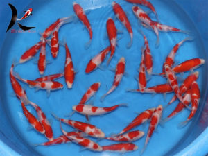 12-15 cm kohaku Japanese koi Hasegawa