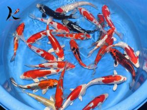 22-25 cm Japanese koi mix Aoki