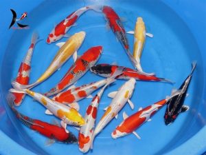 30-35 cm Japanese koi mix Aoki