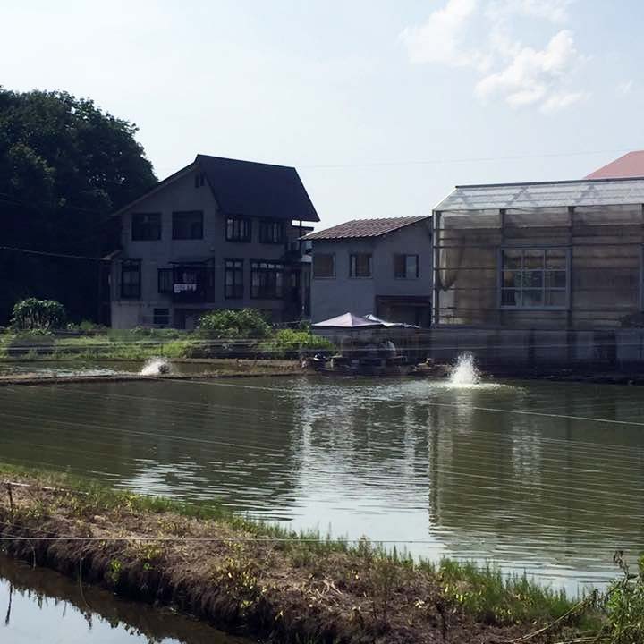 Yamazaki koi farm