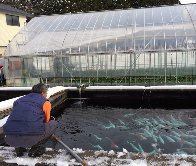 Chogoro koi farm