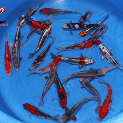 16-20 cm Japanese koi mix Kawakami