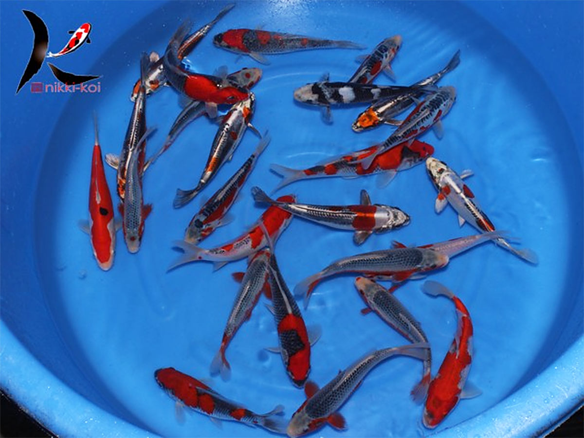 16-20 cm Japanese koi mix Kawakami