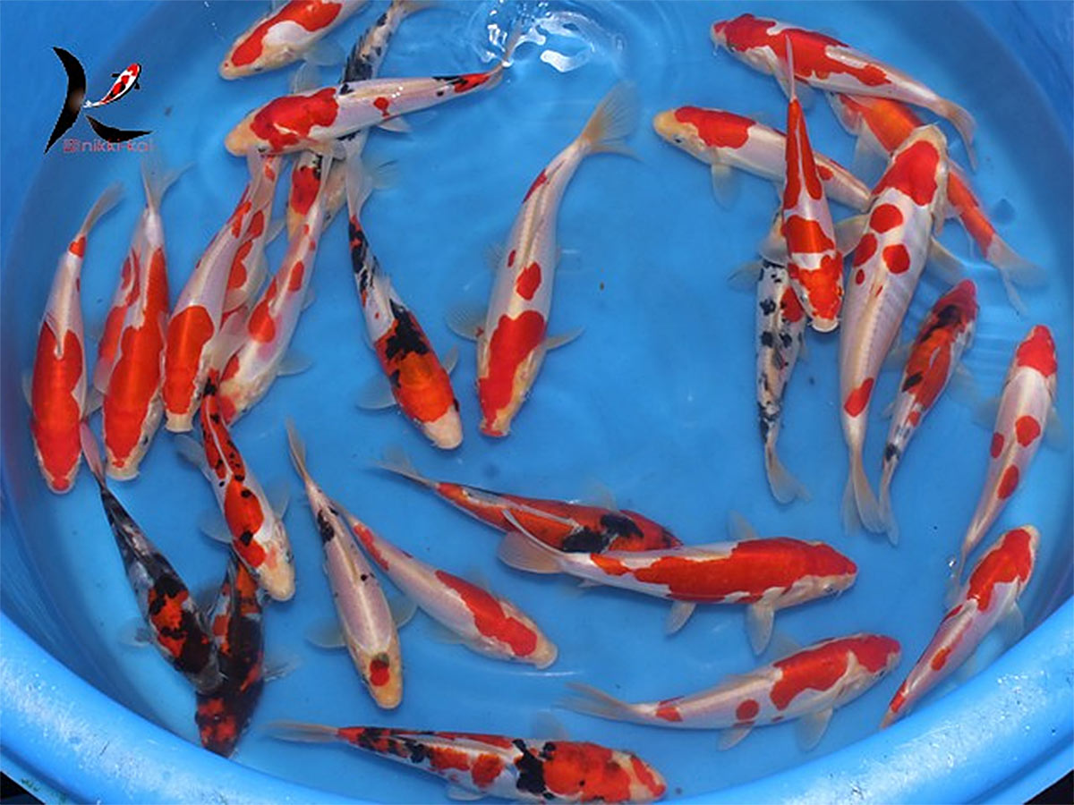 16-22 cm doitsu gosanke Japanese koi Maruhide