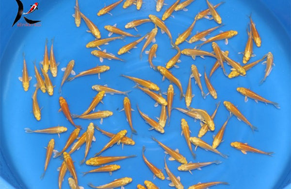 Hydrosphere - Pond Supplies Canada, Koi & Aquatic Plants