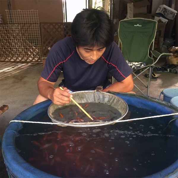 Maruhide koi farm