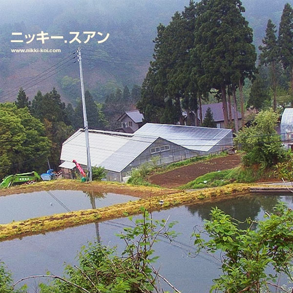Shinoda koi farm