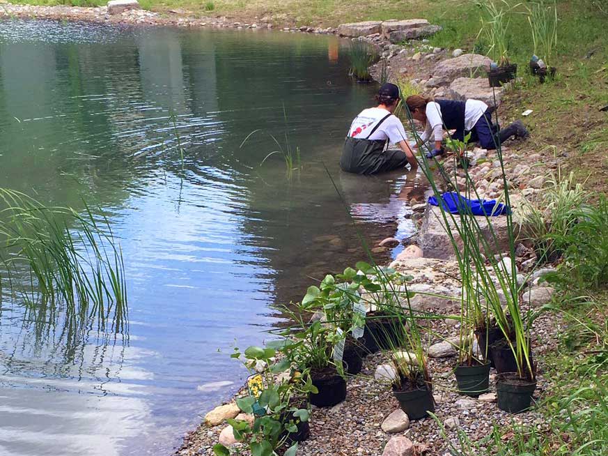 large pond aquatic planting