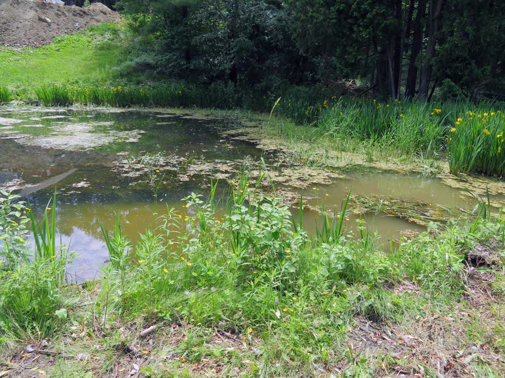 Emergent & Submerged pond weeds