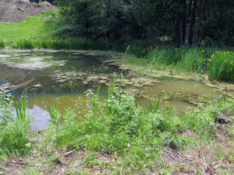 emergent submerged pond weeds