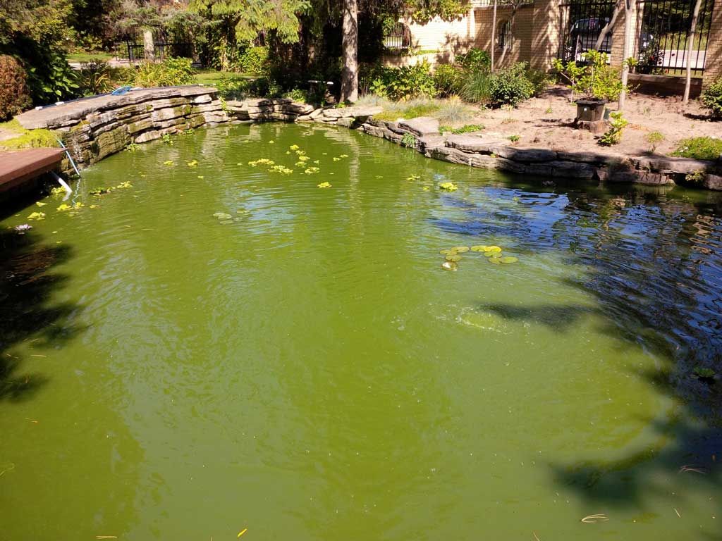 planktonic pond algae green water