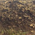 large pond muck and sludge