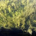 submerged pond weeds