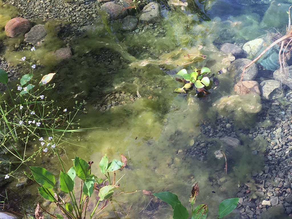 pond algae