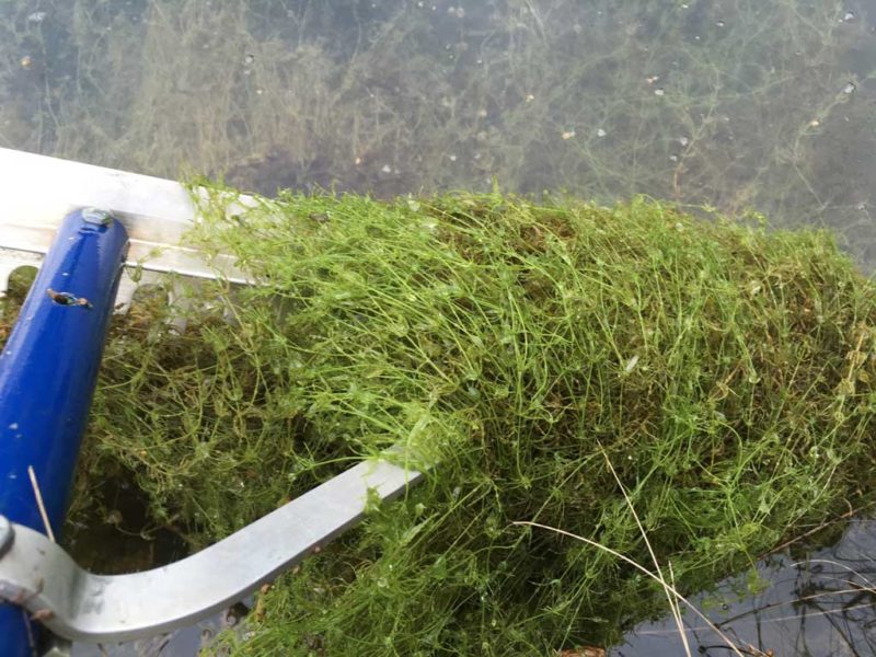 Pond Weed & Plant Identification Guide Hydrosphere Water Gardens