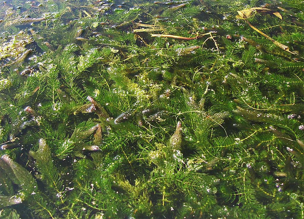 coontail pond weed