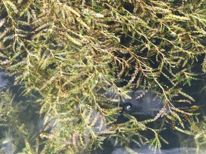 Pond Weed & Plant Identification Guide Hydrosphere Water Gardens