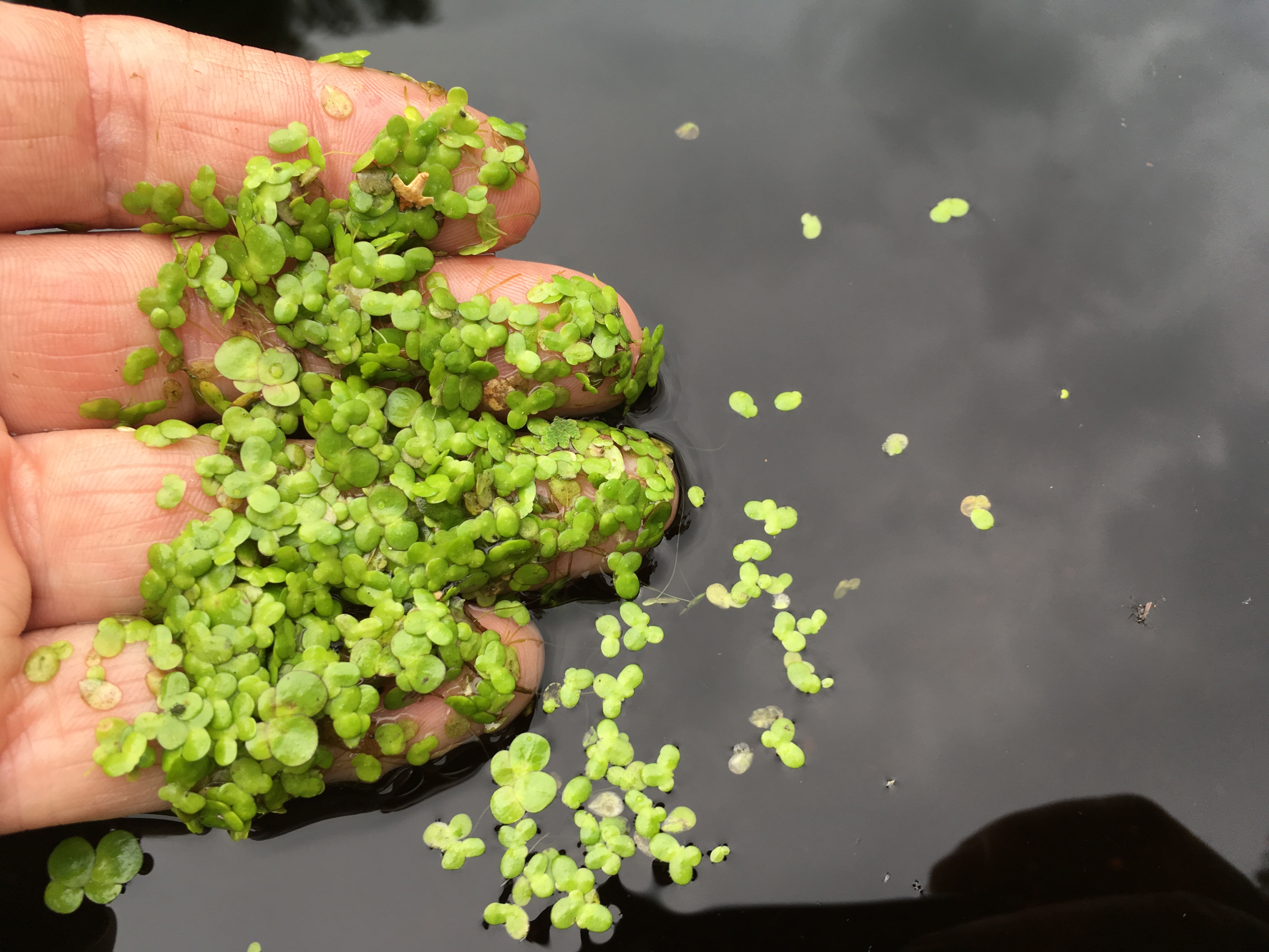 Large Pond Weed Control - Hydrosphere Water Gardens